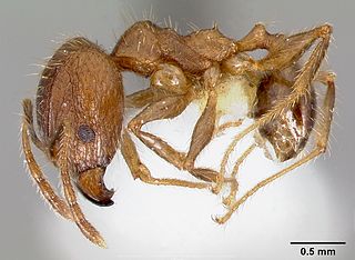 <i>Pheidole fervens</i> Species of ant