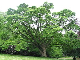 Amūrinis kamštenis (Phellodendron amurense)