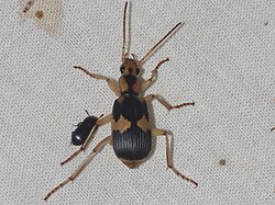 Pheropsophus siamensis - inat 128975648.jpg