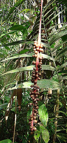 Pholidostachys dactyloides, Frucht der Rabo de Gallo-Palme (11164033154) .jpg