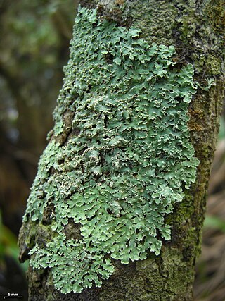 <i>Physcia</i> Genus of lichens