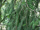 Picea smithiana 002.jpg