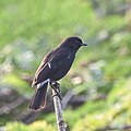 * Nomination Pied bushchat (m) (Saxicola caprata), Sholinganallur, Chennai --Tagooty 08:50, 5 February 2022 (UTC) * Withdrawn  Oppose Sorry! For me not sharp enough. Especially the eye and the beak. --Steindy 13:42, 5 February 2022 (UTC) As it is backlit, the eye is in shadow. I request other opinions, please. --Tagooty 14:57, 5 February 2022 (UTC)  Oppose backlit is Ok, but the image is not sharp enough. --Charlesjsharp 21:17, 5 February 2022 (UTC)  I withdraw my nomination Thanks for the feedback --Tagooty 02:51, 6 February 2022 (UTC)