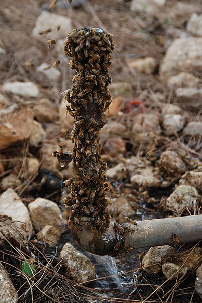 File:PikiWiki Israel 5950 Wildlife and Plants of Israel.JPG