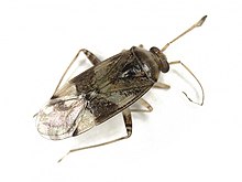 Pinalitus cervinus (Miridae) - (imago), Doorwerth, Belanda - 4.jpg