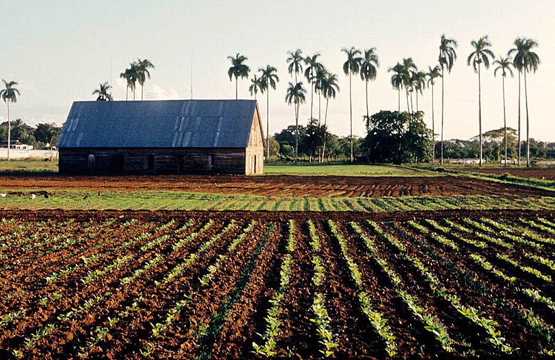 File:Pinar del Río (1983) 01.jpg