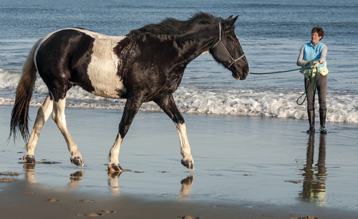 poney — Wiktionnaire, le dictionnaire libre