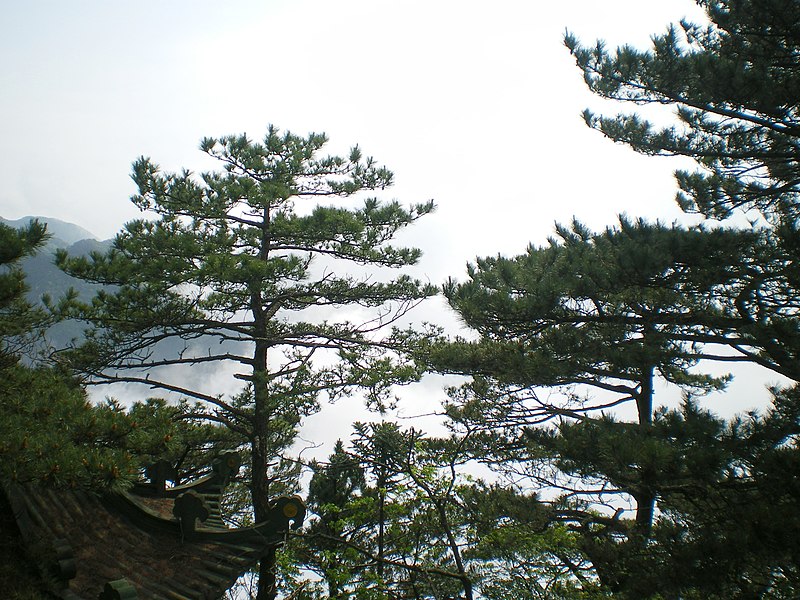 File:Pinus hwangshanensis Lushan 5.jpg