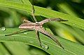 * Nomination Nursery web spider Pisaura mirabilis --Leviathan1983 16:48, 26 April 2011 (UTC) * Promotion Great shot! --AngMoKio 17:16, 26 April 2011 (UTC)