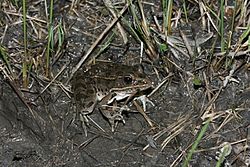 Plains Leopard Frog (Lithobates blairi).jpg