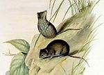Miniatura per Ratolí marsupial pigmeu