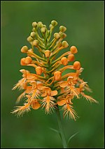 Thumbnail for Platanthera ciliaris