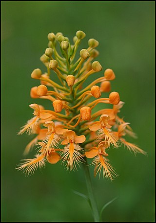 <i>Platanthera ciliaris</i> Species of orchid