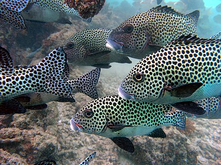 Plectorhinchus chaetodonoides.JPG