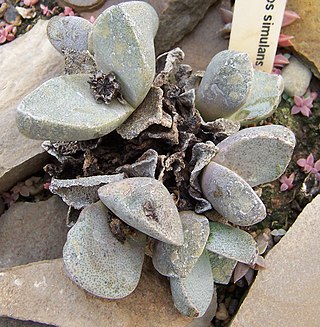 <i>Pleiospilos simulans</i> Species of succulent