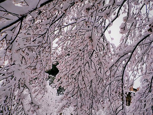 Plum tree in bloom under the snow, Rome