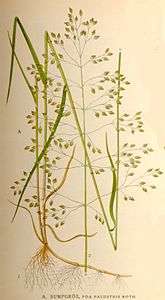 Poa palustris.jpg