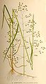 Moerasbeemdgras (Poa palustris)