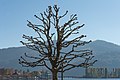 English: Defoliated platanus at the beach Deutsch: Entlaubte Platane am Strand