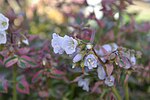 Polemonium reptans