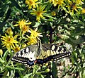 * Nomination Butterfly (Papilio machaon) and Bee on yellow flowers. --Prosthetic Head 18:25, 9 January 2018 (UTC) * Promotion Good quality. --XRay 18:58, 9 January 2018 (UTC)