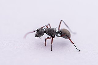 <i>Polyrhachis tibialis</i> Species of ant