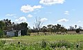 English: Wakefield Oval at Pooncarie Multi-Purpose Park at Pooncarie, New South Wales