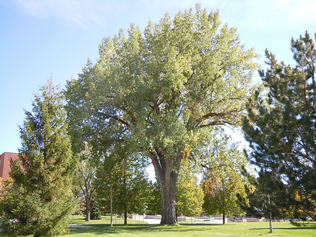 Populus deltoides