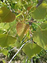 Spring leaves