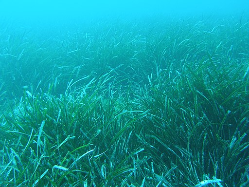 Posidonia