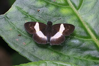 <i>Potamanaxas</i> Genus of butterflies