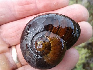<i>Powelliphanta patrickensis</i> Species of gastropod