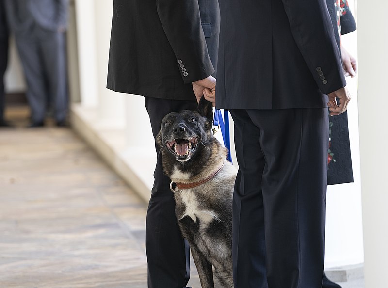 File:President Trump Welcomes Conan the Military Working Dog to the White House (49124590271).jpg