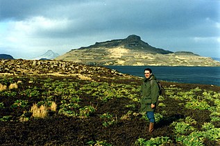 Man standing within a field of Kerguelen Cabbage