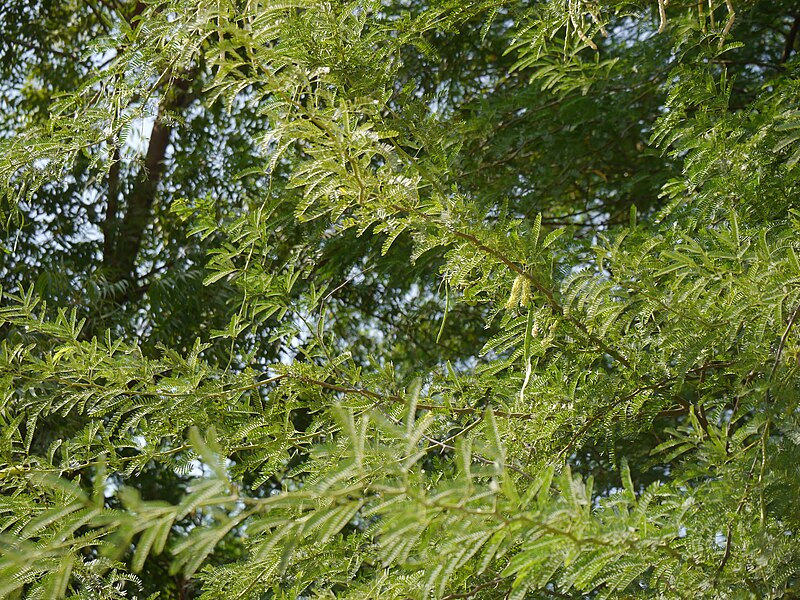 File:Prosopis juliflora (Sw.) DC. (44911249804).jpg