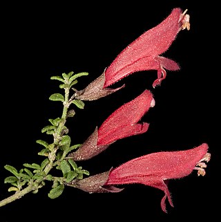 <i>Prostanthera grylloana</i> Species of flowering plant