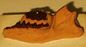 Fossilized mandible of the Late Cretaceous-Paleocene mammal Protungulatum Protungulatum donnae cropped.jpg