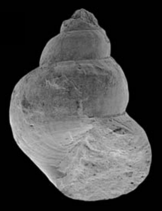 <i>Provanna</i> Genus of gastropods