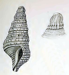 <i>Pseudexomilus costicapitata</i> species of mollusc