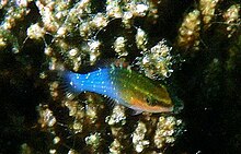 Pseudochromis cyanotaenia juvenile.jpg