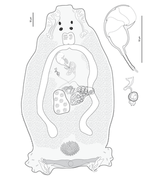 <i>Pseudorhabdosynochus maternus</i> Species of flatworm