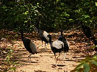 A flock in French Guiana