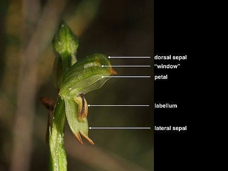 Labelled image of P. diminuta Pterostylis diminuta (labelled).jpg