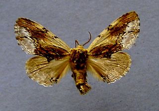 <i>Ptilodon cucullina</i> Species of moth