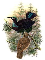 Victoria's riflebird male and female