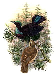 Ptiloris victoriae by Bowdler Sharpe.jpg
