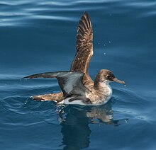 Fluttering shearwater Puffinus gavia.jpg