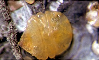 <i>Quadraspidiotus juglansregiae</i> Species of scale insect