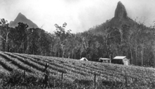 Pineapple plantation in the 1930s