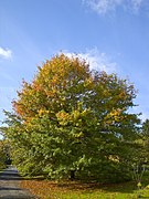 Quercus palustris 001.jpg